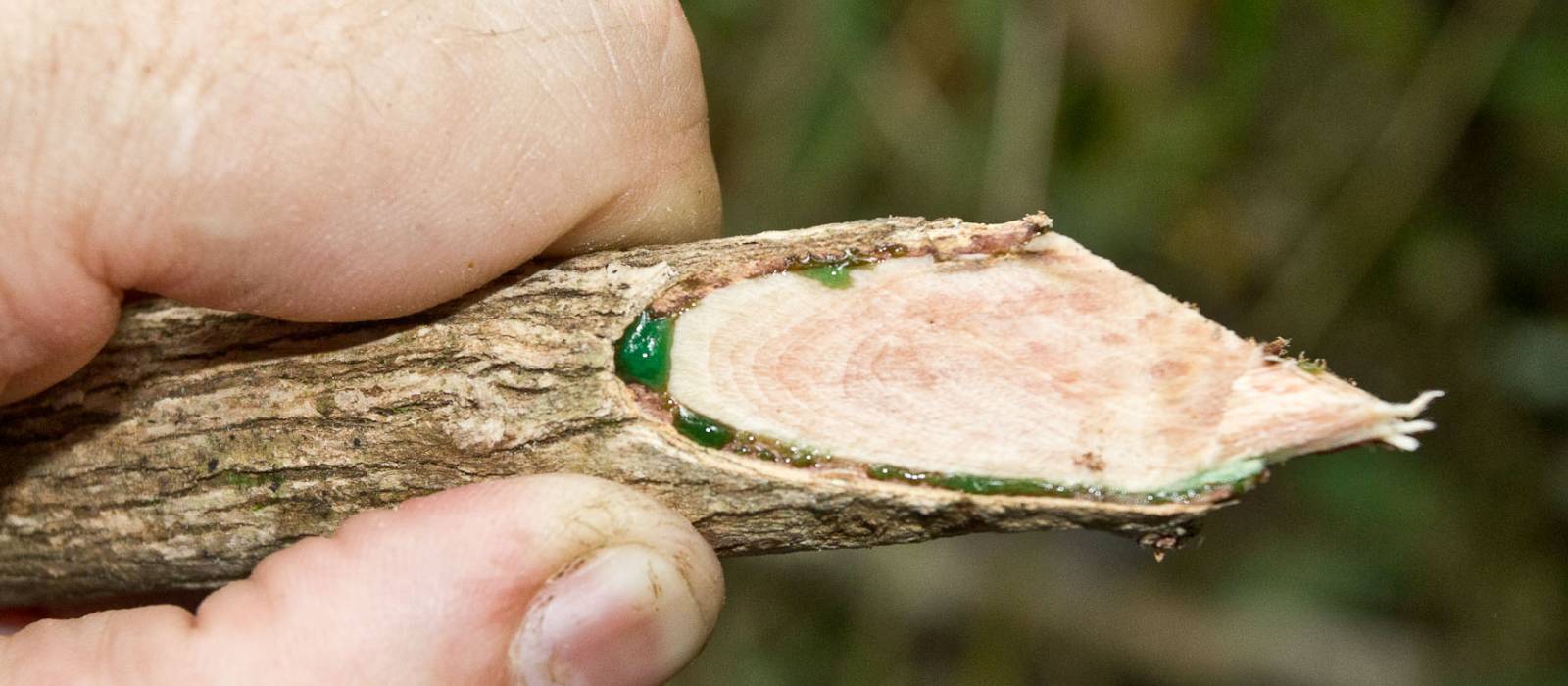 Figure 1. Extremely nickel-rich sap exuding from a cut branch of the tree Phyllanthus balgooyi. This sap contains about 16 per cent nickel.